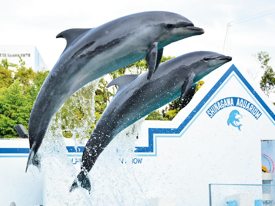 しながわ水族館