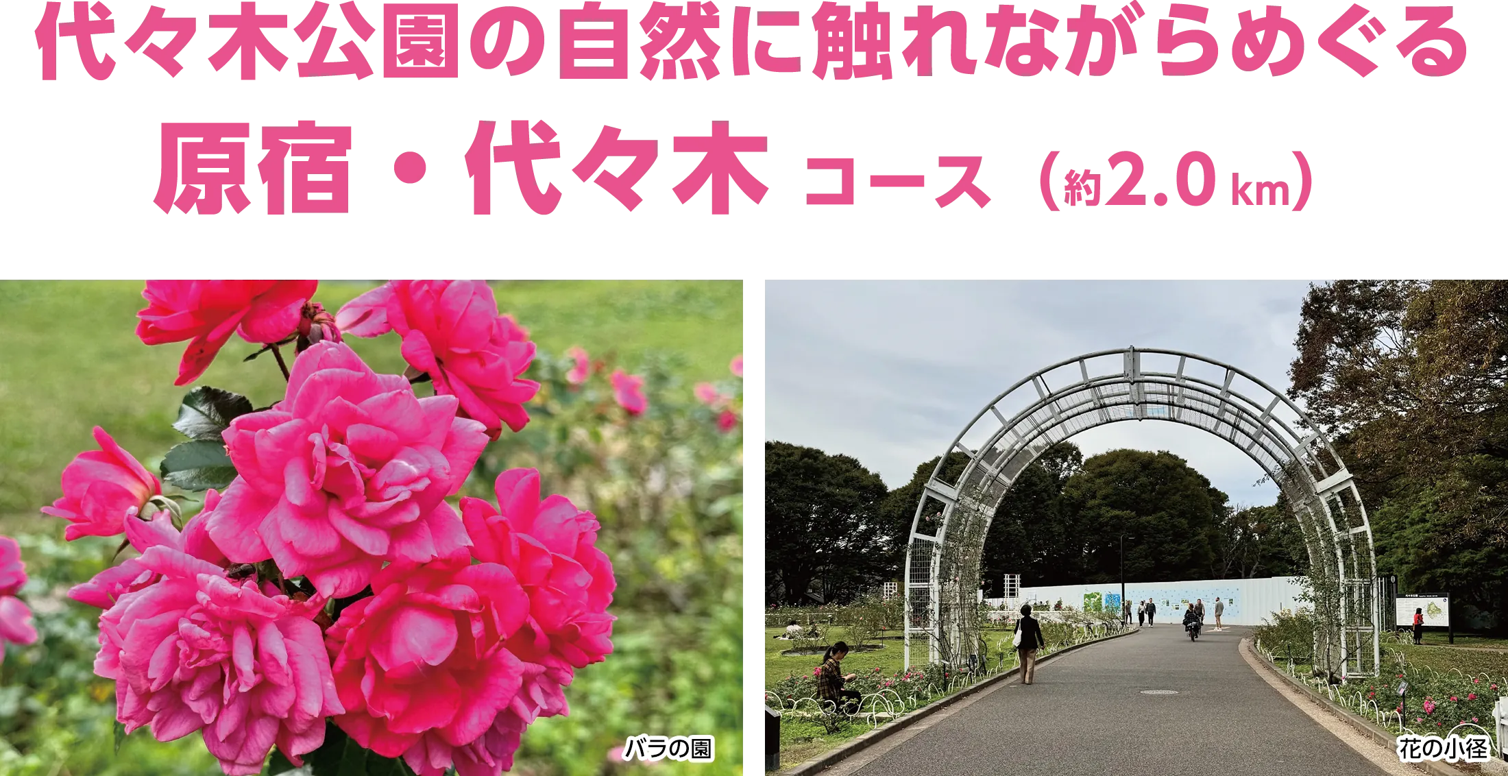 代々木公園の自然に触れながらめぐる原宿・代々木コース（約2.0km）